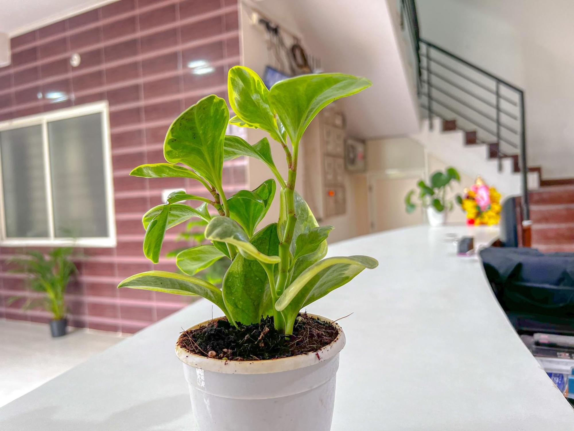 Hotel Elite By Agira Hotels-Free Airport Pickup Or Drop Yelahanka Экстерьер фото